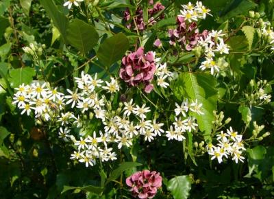 Aster  ombelle (Aster umbellatus)