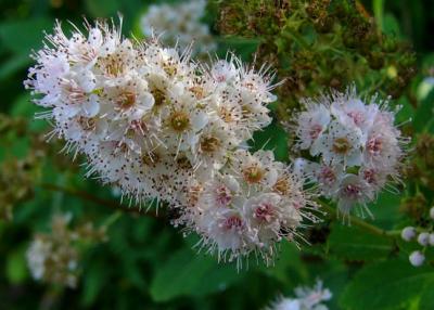 Spiraea alba (Spirée blanche)