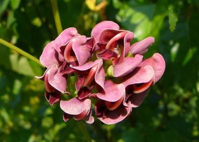 Patate en chapelet (Apios americana)