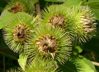 Bardane majeure (Arctium lappa)