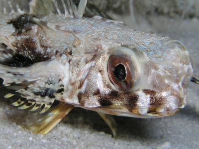 young flying gurnard