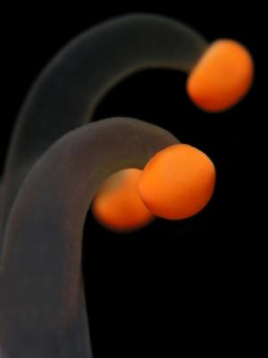 close up orange ball corallimorph