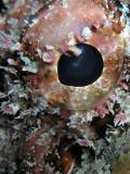 scorpionfish eye detail