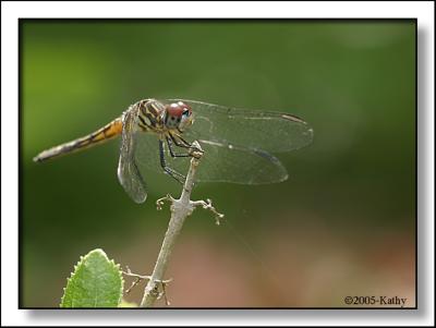 Dragnonfly Three.jpg