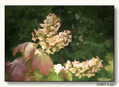 Oak Leaf Hydrangea.jpg