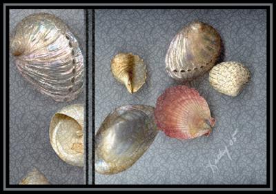 Seashells with texture.jpg