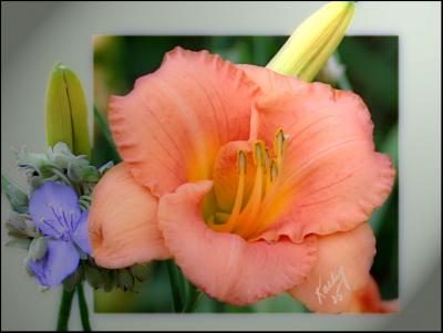 Lily and Spiderwort.jpg