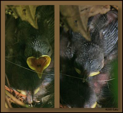 Baby Birds.jpg
