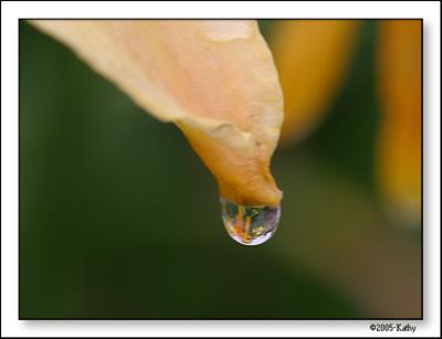 Rain Drop.jpg