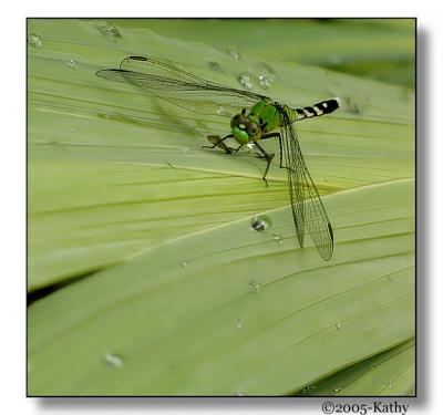 Dragonfly four.jpg