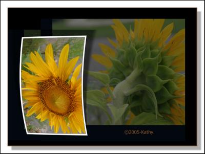 sunflower collage.jpg