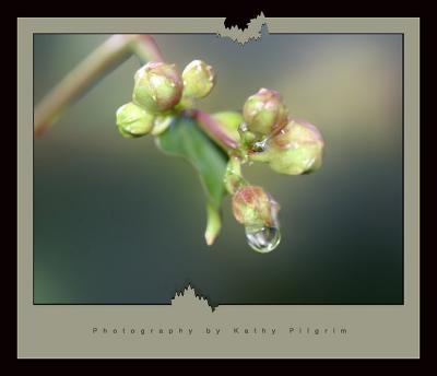 crepe myrtle jagged frame.jpg