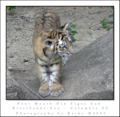 Tiger Cub .jpg