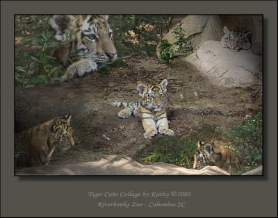 Siberian Tiger Cub Collage.jpg