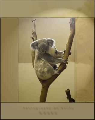 koala-collage.jpg