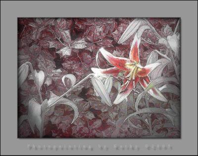 Photopainting of Star Lily.jpg