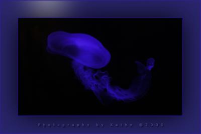 Jellyfish Riverbanks Aquarium.jpg