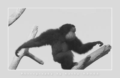 Siamang Monkey in BW.jpg