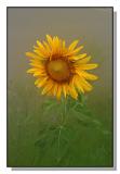Sunflower.jpg
