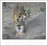 Tiger Cub .jpg