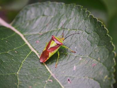v3/10/58810/3/48592768.beatle2Large.jpg