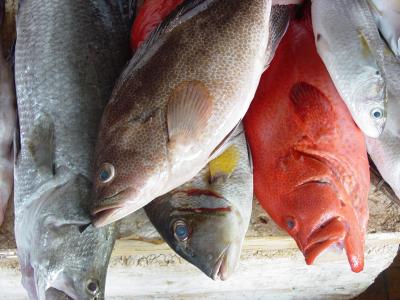 Hoi An fish market