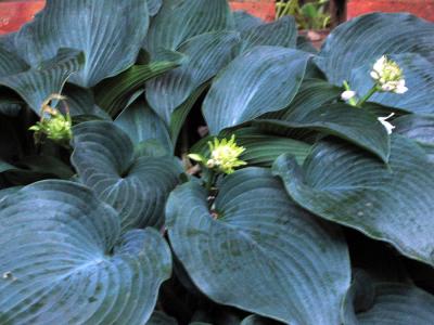 Unknown Blue