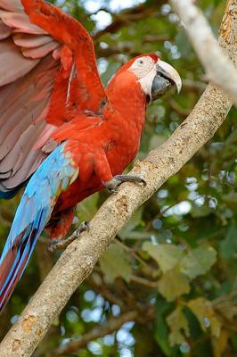arara vermelha, Pantanal-MS