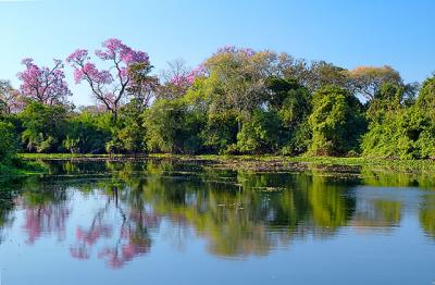 corixo florido, Pantanal-MT