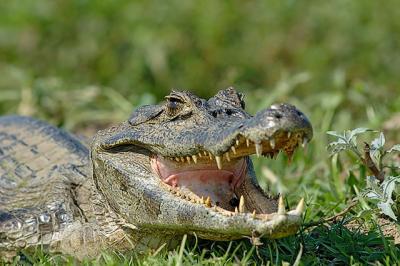 Jacar, Pantanal, MT