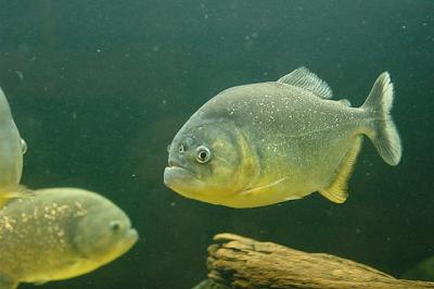 v3/11/141711/3/48749742.piranha.jpg