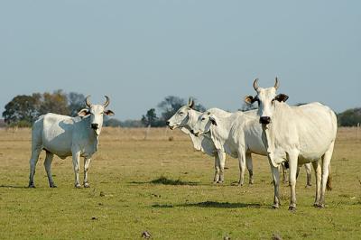 rebanho bovino Pantanal-MS