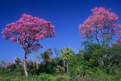 Ips roxos no pantanal-MS