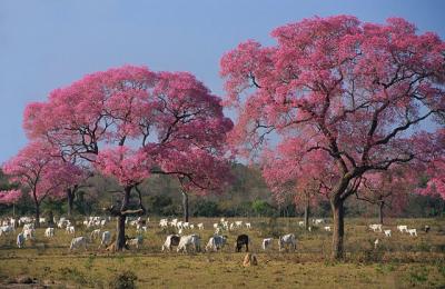 Ips roxos no pantanal-MS