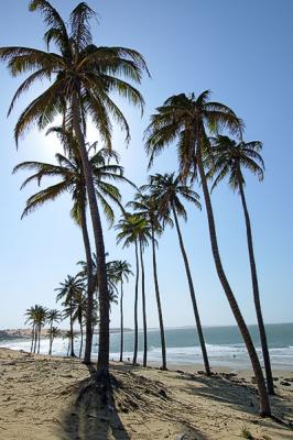 coqueiral na contra-luz em lagoinha.jpg