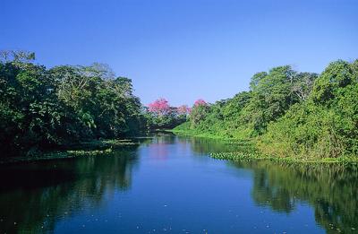 corixo no pantanal2, Pantanal-MS