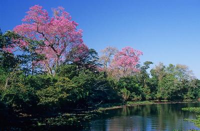 corixo florido4 no Pantanal-MS