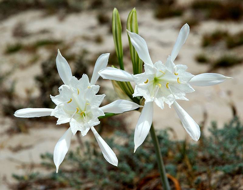 Lily of the beach