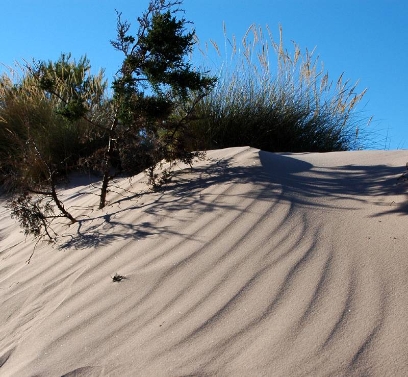 Dune - Algairens