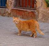 Street cat