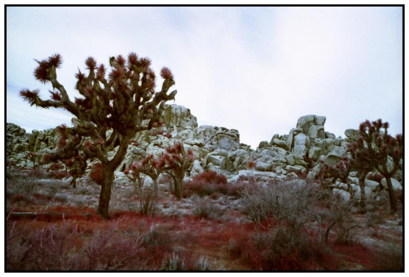 Joshua Tree EIR