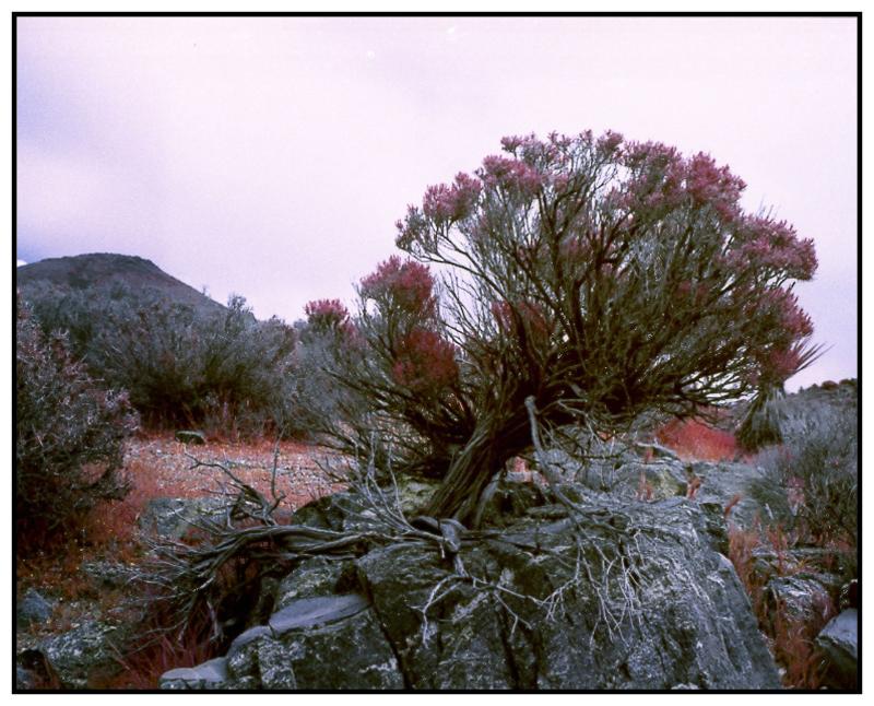 Joshua Tree EIR