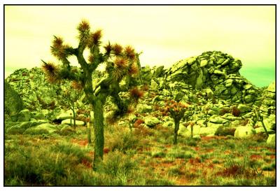 Joshua Tree EIR