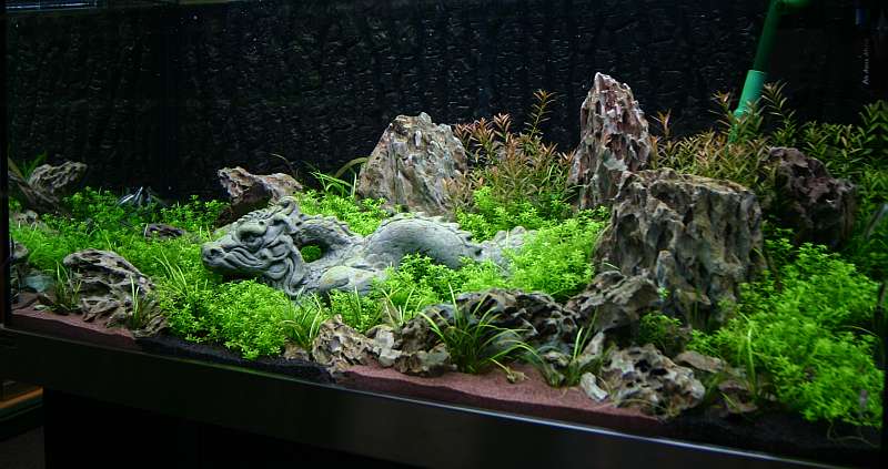 11th day after set up