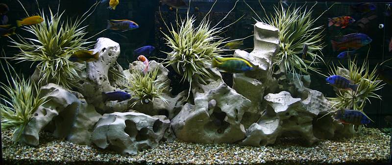 Add some artificial plants after few months.