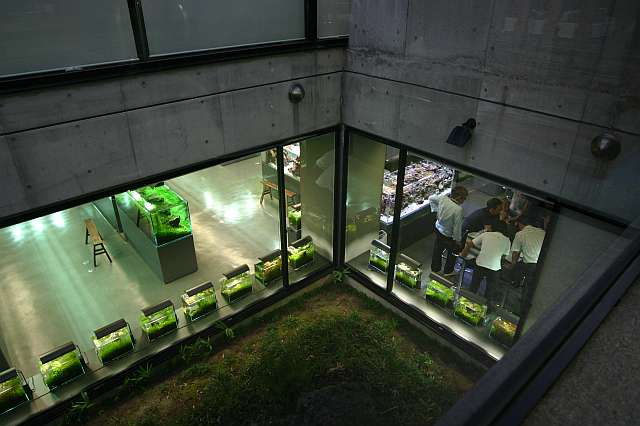 Look from Amanos office to the Nature Aquarium Gallery down stair