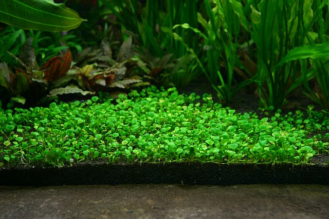 55th day - Marsilea hirsuta