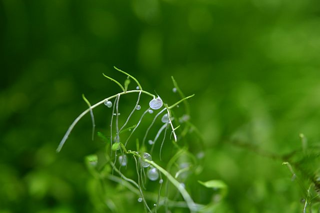 194th day - final pictures - Utricularia sp. closer