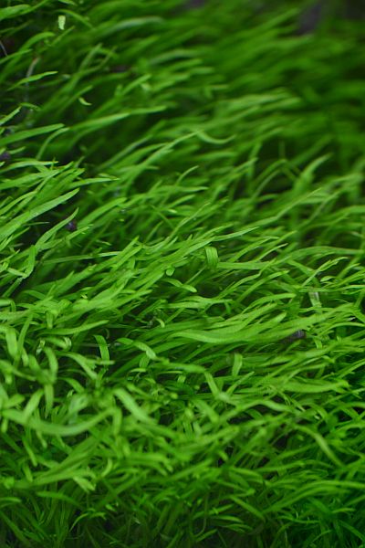 194th day - final pictures - Utricularia sp. close up
