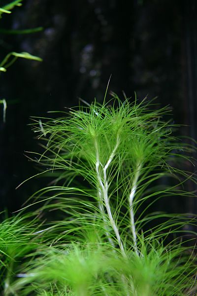 194th day - final pictures - Eriocaulon sp. (?!)